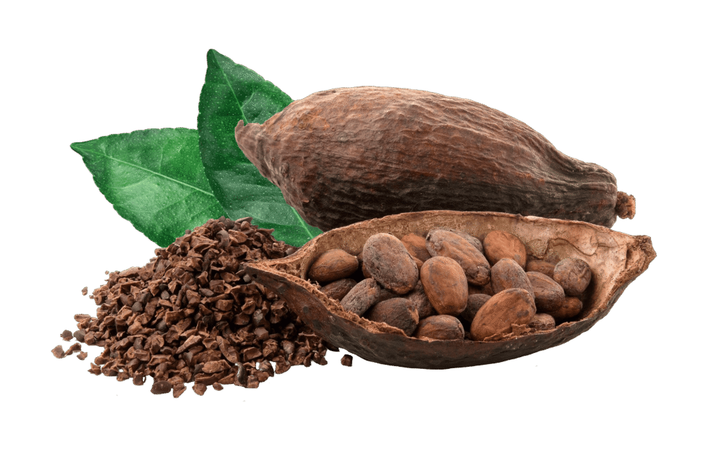 Indonesian Cocoa Supplier