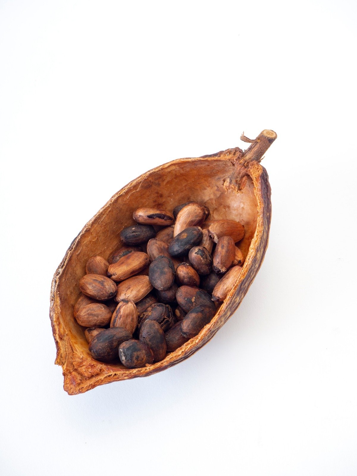 Cocoa Powder Supplier